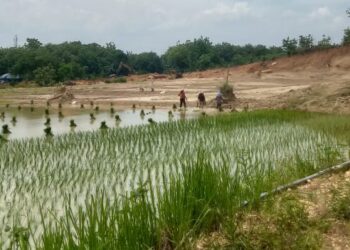 Lahan yang diselesaikan telah menjadi lahan persawahan dimana secara nyata telah meningkatkan lahan pertanian guna meningkatkan ketahanan pangan.