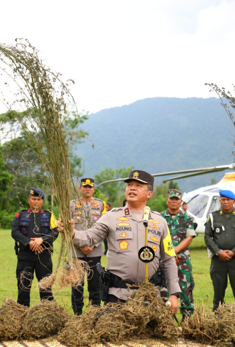 TUNJUKKAN POHON GANJA: Kapolda Sumut, Irjen Pol Agung Setya Imam Effendi  menunjukkan pohon ganja saat operasi pemberantasan ladang ganja terbesar wilayah Kabupaten Mandailing Natal (Madina), Sumatera Utara, Sabtu (11/11/2023). (Foto Dok/ Polda Sumut)