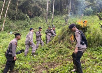 MUSNAHKAN : Polda Sumut memusnahkan ladang ganja di Desa Laru Lombang, Kecamatan Tambangan, Kabupaten Mandailing Natal (Madina). (Foto Dok/Polda Sumut)