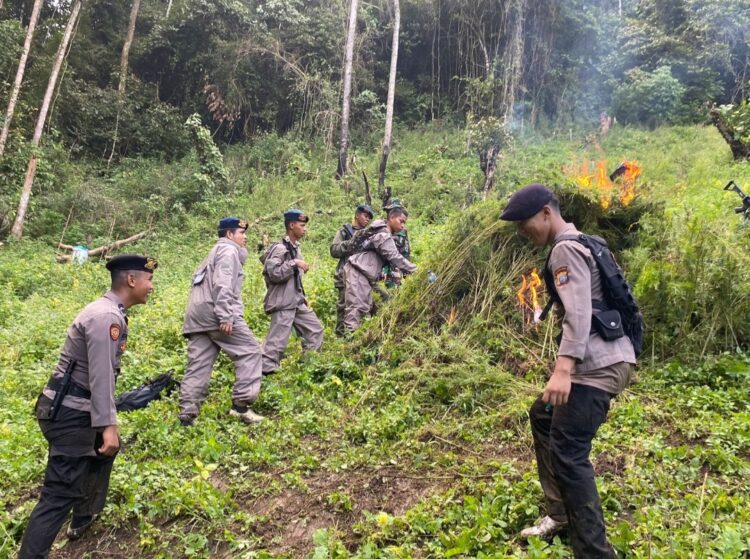 MUSNAHKAN : Polda Sumut memusnahkan ladang ganja di Desa Laru Lombang, Kecamatan Tambangan, Kabupaten Mandailing Natal (Madina). (Foto Dok/Polda Sumut)