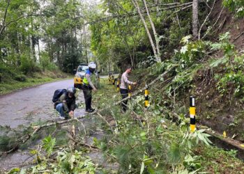 Polres Dairi lakukan pembersihan pohon tumbang yang melitang menghalangi jalan sehingga dapat menggangu arus lalu lintas.