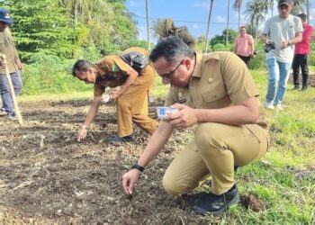 Penanaman benih padi gogo dilakukan secara simbolis oleh Pj Wali Kota Sabang Reza Fahlevi didampingi Kepala Dinas Pertanian dan Pangan Fakri, di salah satu lahan percontohan milik Ruslan, yang berlokasi di Cot Abeuk, Selasa (23/1/24).