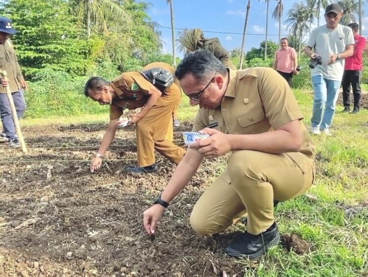 Penanaman benih padi gogo dilakukan secara simbolis oleh Pj Wali Kota Sabang Reza Fahlevi didampingi Kepala Dinas Pertanian dan Pangan Fakri, di salah satu lahan percontohan milik Ruslan, yang berlokasi di Cot Abeuk, Selasa (23/1/24).