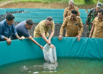 Pj Wali Kota Sabang Reza Fahlevi bersama Gabungan Kelompok Tani (Gapoktan), tebarkan 24 ribu bibit lele di Gampong Paya Seunara. Budidaya ikan lele yang dikombinasikan dengan metode bioflok ini, merupakan program dari Gampong Paya Seunara sebagai upaya meningkatkan ketahanan pangan, dengan menggunakan dana desa.