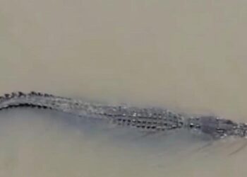 Ilustrasi foto penampakan buaya di sungai musi