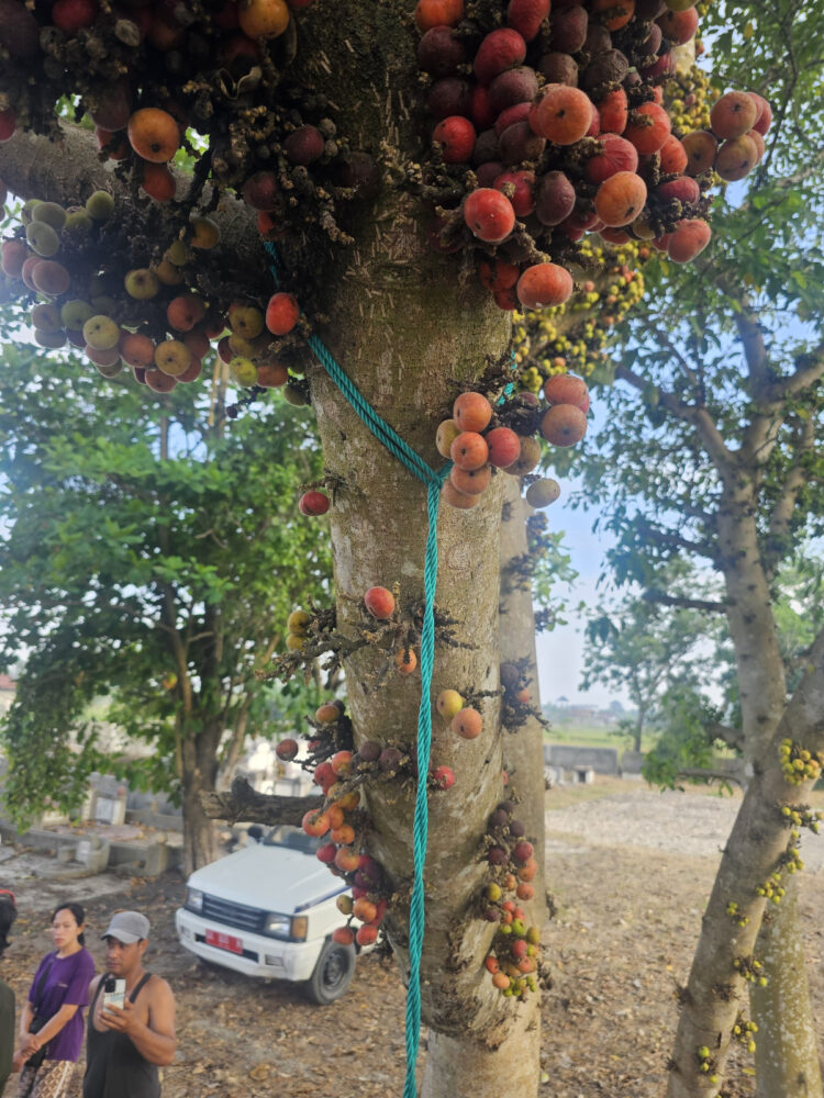 TEWAS : Tali nilon yang diikatkan pada salah satu pohon, menjerat leher korban saat ditemukan tewas tergantung, Selasa (5/3/2024) pagi, di Batangkuis. (Foto.Dok/Polsek Batangkuis).
