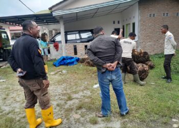 DIAMANKAN : Pihak keamanan PTPN IV Kebun Balimbingan yang dipimpin Koordinator Keamanan (korkam) Jon Simanjuntak saat menemukan tumpukan tandan buah sawit dilokasi halaman musholah perumahan simpang nagojor, Kecamatan Tanah Jawa, Kabupaten Simalungun. (Foto : Dok : BS/Mitrapolri.com)