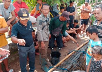 Warga Sriwijaya Baru Kecamatan Air Sugihan, Kabupaten OKI berhasil menangkap seekor buaya raksasa berukuran 3,5 meter.