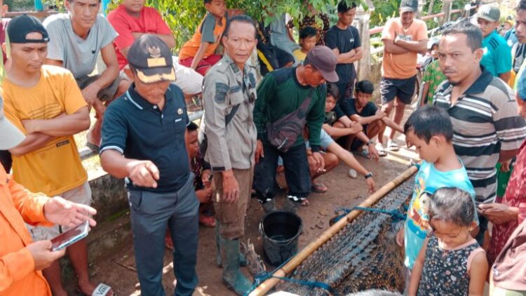 Warga Sriwijaya Baru Kecamatan Air Sugihan, Kabupaten OKI berhasil menangkap seekor buaya raksasa berukuran 3,5 meter.
