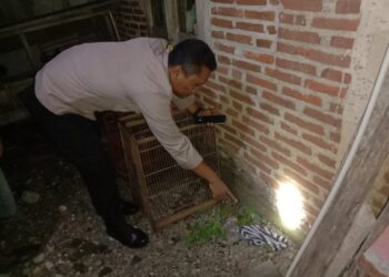Bayi berjenis kelamin laki-laki ditemukan tergeletak di belakang rumah warga Dusun Sirongge, Kelurahan Kembaran Kulon, Kecamatan/Kabupaten Purbalingga, Selasa (14/5/2024) malam. Kondisi bayi saat ditemukan masih dalam keadaan hidup dibungkus tas plastik.