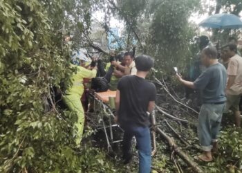 TERTIMPA POHON: Petugas Kepolisian Lalulintas mengevakuasi jenazah IRT pengendara sepedamotor, Himilda yang tertimpa pohon di Jalan Imam Bonjol Kelurahan Jati, Kecamatan Medan Maimun, Jumat (31/5/2024).(Foto Dok/Sat Lantas)