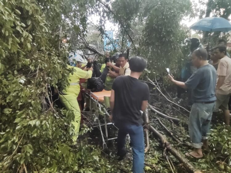 TERTIMPA POHON: Petugas Kepolisian Lalulintas mengevakuasi jenazah IRT pengendara sepedamotor, Himilda yang tertimpa pohon di Jalan Imam Bonjol Kelurahan Jati, Kecamatan Medan Maimun, Jumat (31/5/2024).(Foto Dok/Sat Lantas)