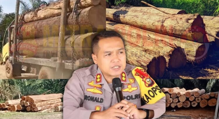 Beberapa bukti dokumentasi adanya aktifitas illegal logging di Desa Siabu, Kecamatan Salo, Kabupaten Kampar wilayah hukum Polres Kampar dan Foto Kapolres Kampar AKBP Ronald Sumaja, S.I.K (tengah) (Foto : Dok/Mitrapolri.com)