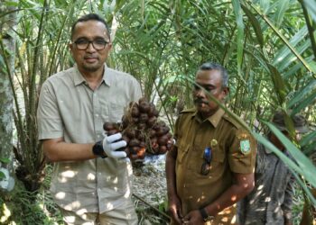 Hal itu disampaikan Pj Walikota Sabang Reza Fahlevi yang di dampingi Kepala Dinas Pertanian dan Pangan Kota Sabang Fakri, serta Kelompok Tani Gampong Balohan, ketika melakukan panen Salak di kebun milik Sarbini (59), berlokasi di Gampong Balohan, Selasa (11/6/24) sore.