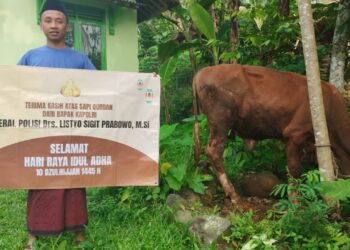 Hewan kurban bantuan dari Kapolri diberikan kepada warga Desa Gunungwuled bernama Zulfikar Abdullah Iman Hakiki. Sapi bantuan dari Kapolri tiba di Desa Gunungwuled pada Sabtu (15/6/2024) pagi.