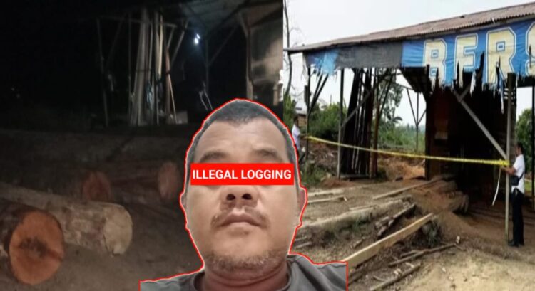 Sophian kembali berani beroperasi melakukan aktifitas pengolahan kayu ilegalnya pada Selasa 23/07/24 (foto kiri) - Sebelumnya sudah dipasang policeline di sawmil milik Sophian oleh Polres Kampar (foto kanan)