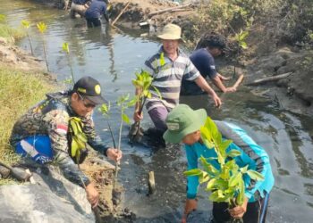 Sebanyak 1.500 bibit mangrove ditanam bersama di saluran tersier Sungai Lamaran dan pematang tambak milik pembudidaya ikan nila di Kelurahan Dampyak, Kecamatan Kramat, Kabupaten Tegal, Sabtu 27 Juli 2024.