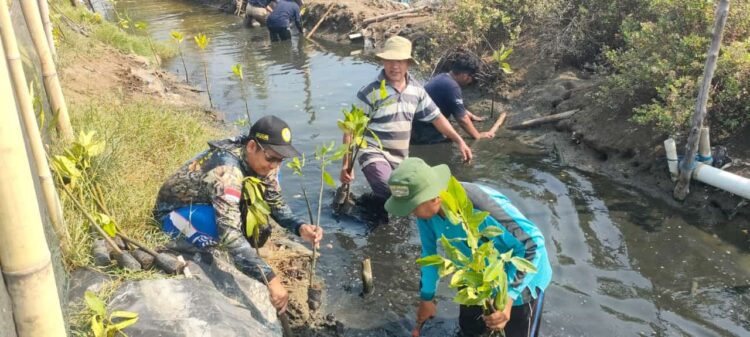 Sebanyak 1.500 bibit mangrove ditanam bersama di saluran tersier Sungai Lamaran dan pematang tambak milik pembudidaya ikan nila di Kelurahan Dampyak, Kecamatan Kramat, Kabupaten Tegal, Sabtu 27 Juli 2024.