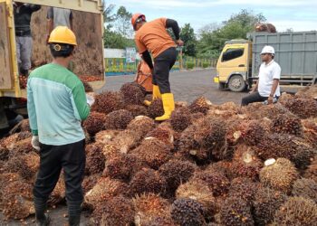 Kegiatan Sortasi Buah yang Berasal dari Pihak Ketiga di PTPN lV Regional l Unit PKS Sei Baruhur (foto. Dok/KK)