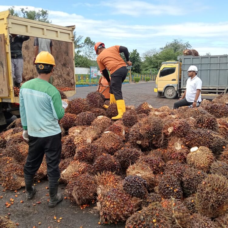 Kegiatan Sortasi Buah yang Berasal dari Pihak Ketiga di PTPN lV Regional l Unit PKS Sei Baruhur (foto. Dok/KK)