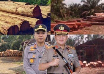ILEGAL LOGGING KAMPAR: Kapolda Riau Irjen Pol Mohammad Iqbal dan Kapolres Kampar AKBP Ronald Sumaja (foto tengah) - Aktivitas pengolahan kayu ilegal di beberapa sawmill di Desa Siabu, Kecamatan Salo (foto kiri) - Sawmil dan barang bukti kayu ilegal di Kecamatan Kampar Kiri (foto kanan) Foto. (Dok/Mitrapolri.com)
