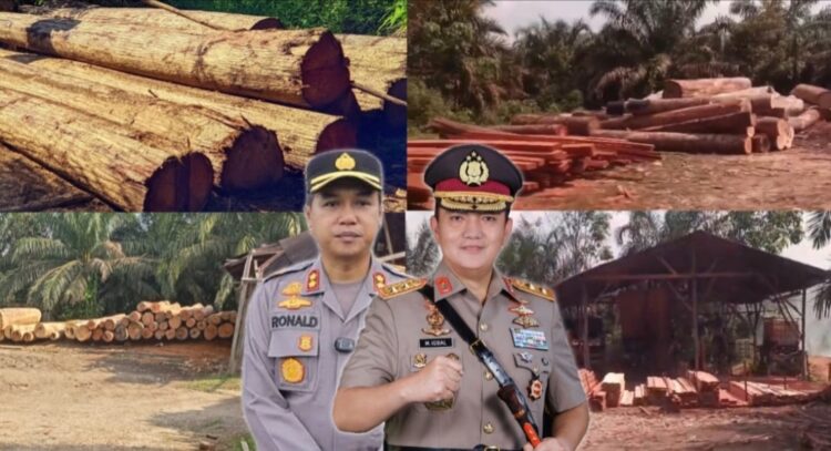 ILEGAL LOGGING KAMPAR: Kapolda Riau Irjen Pol Mohammad Iqbal dan Kapolres Kampar AKBP Ronald Sumaja (foto tengah) - Aktivitas pengolahan kayu ilegal di beberapa sawmill di Desa Siabu, Kecamatan Salo (foto kiri) - Sawmil dan barang bukti kayu ilegal di Kecamatan Kampar Kiri (foto kanan) Foto. (Dok/Mitrapolri.com)