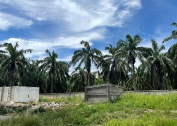 15 Hektar kebun milik IAIN Langsa