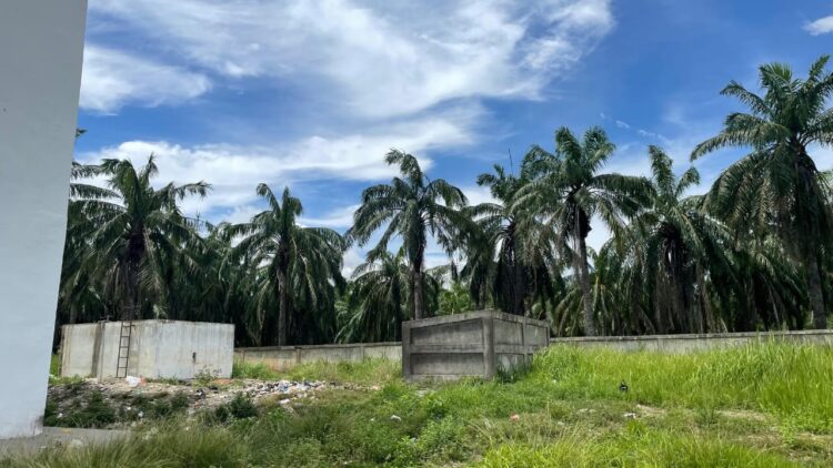 15 Hektar kebun milik IAIN Langsa