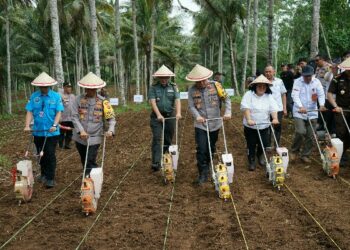 Polda Sulawesi Utara dan jajaran menggelar kegiatan penanaman serentak di lokasi ketahanan pangan Polri. Untuk Polda Sulut, kegiatan penanaman ini dipusatkan di Kebun Percobaan Pandu, Desa Talawaan Bantik, Kecamatan Wori, Kabupaten Minahasa Utara, Rabu (20/11/2024).