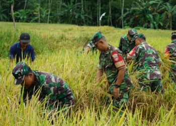 Kodim 0702/Purbalingga bersama Korem 071/wijayakusuma, Pemerintah Kabupaten Purbalingga dan Universitas Jenderal Soedirman melaksanakan panen raya di Demplot penanaman padi varietas Protani yang berada di lahan pertanian Kodim 0702/Purbalingga di Desa Bukateja, Kecamatan Bukateja, Kabupaten Purbalingga, Minggu (1/12/2024).
