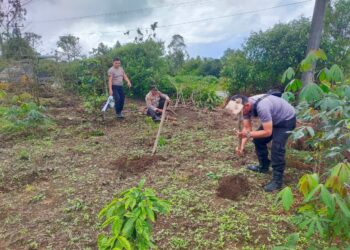 Polsek Pangururan mengambil langkah nyata membantu warga di Desa Sijambur Kecamatan Ronggurnihuta Kabupaten Samosir. Kapolsek Pangururan IPTU Bangun Tua Dalimunthe bersama anggotanya turun langsung ke lapangan untuk mempersiapkan lubang tanam di lahan milik Bapak Ara Simbolon.
