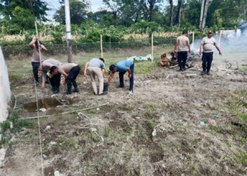 Polsek Onanrunggu Polres Samosir, mengubah lahan kosong di sekitar Mako Polsek menjadi area pertanian produktif. Selama tiga hari, yakni tanggal 6, 7, dan 9 Desember 2024, Kapolsek Onanrunggu AKP Marlan Silalahi beserta tujuh anggota personelnya telah menanam berbagai jenis tanaman ketahanan pangan di lahan tersebut.