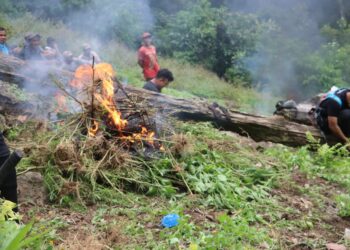 MUSNAHKAN: Timsu Narkoba Polda Sumut, Polres Mandailing Natal bersama Badan Narkotika Nasional Kabupaten (BNNK) Mandailing Natal musnahkan ladang ganja seluas ±1,5 hektare di Bukit Tor Sihite, Kecamatan Panyabungan Timur, Kabupaten Mandailing, Selasa (10/12/2024).(Foto Dok/ Polda Sumut)