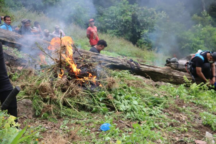 MUSNAHKAN: Timsu Narkoba Polda Sumut, Polres Mandailing Natal bersama Badan Narkotika Nasional Kabupaten (BNNK) Mandailing Natal musnahkan ladang ganja seluas ±1,5 hektare di Bukit Tor Sihite, Kecamatan Panyabungan Timur, Kabupaten Mandailing, Selasa (10/12/2024).(Foto Dok/ Polda Sumut)