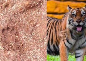 Jejak kaki harimau