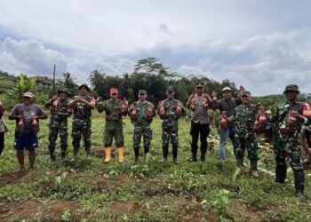 Dandim 0702/Purbalingga Letkol Inf Untung Iswahyudi, S. Sos., M. Hum., M. Han bersama petani talas melaksanakan panen perdana di Lahan Pertanian Desa Bantarbarang, Kecamatan Rembang, Kabupaten Purbalingga. Selasa (14/1/25).