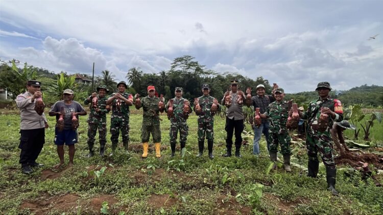 Dandim 0702/Purbalingga Letkol Inf Untung Iswahyudi, S. Sos., M. Hum., M. Han bersama petani talas melaksanakan panen perdana di Lahan Pertanian Desa Bantarbarang, Kecamatan Rembang, Kabupaten Purbalingga. Selasa (14/1/25).
