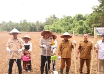 PJ Bupati OKI, Asmar Wijaya bersama Kapolres OKI AKBP Hendrawan Susanto, turut melakukan penanaman jagung serentak di areal PT Lonsum Desa Talang Jaya Kecamatan Sungai Menang, Selasa, (21/1/25).