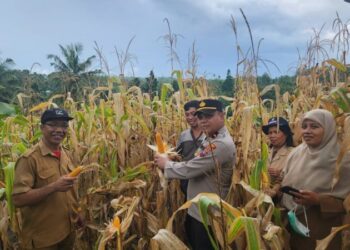 Dinas Pertanian Kota Manado bersama Polsek Singkil melaksanakan kegiatan panen jagung yang berlangsung di Kombos Timur Lingkungan III, Kecamatan Singkil, tepatnya di area kompleks pekuburan umum Gereja Kalvari. Kegiatan ini dipimpin langsung oleh Kapolsek Singkil, Ipda Dedy K. Donsu, dan dihadiri oleh berbagai pihak terkait, Senin (20/1/2024).