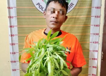 Tim Satuan Reserse Narkoba (Satresnarkoba) Polres Samosir berhasil mengungkap kasus penyalahgunaan narkotika golongan I jenis daun ganja di wilayah hukum Polres Samosir