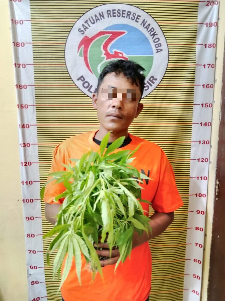 Tim Satuan Reserse Narkoba (Satresnarkoba) Polres Samosir berhasil mengungkap kasus penyalahgunaan narkotika golongan I jenis daun ganja di wilayah hukum Polres Samosir