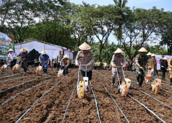 Polda Sulawesi Utara menggelar kegiatan penanaman jagung di lahan perkebunan Kelurahan Pandu, Kecamatan Bunaken, Kota Manado, Selasa (21/1/2025).