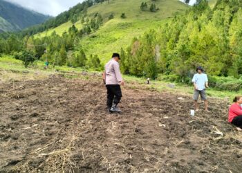 Polres Samosir bersama masyarakat Desa Janji Martahan Kecamatan Harian Kabupaten Samosir, melaksanakan penanaman jagung serentak sebagai upaya memperkuat ketahanan pangan.