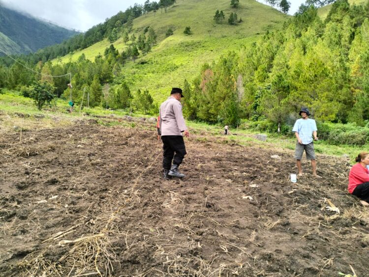 Polres Samosir bersama masyarakat Desa Janji Martahan Kecamatan Harian Kabupaten Samosir, melaksanakan penanaman jagung serentak sebagai upaya memperkuat ketahanan pangan.