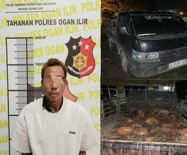 Kepolisian Resor (Polres) Ogan Ilir bersama pemilik kebun berhasil mengamankan seorang terduga pelaku tindak pidana pencurian dengan pemberatan pada Sabtu (25/01/2025). Pelaku berinisial S (42), warga Dusun 1 Desa Sungai Rambutan, Kecamatan Indralaya Utara, ditangkap saat kedapatan memuat buah kelapa sawit hasil curian.