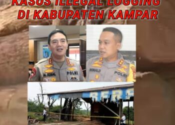 ILLEGAL LOGGING KAMPAR : Para pelaku illegal logging di Siabu Kabupaten Kampar kebal hukum dan bebas beraktivitas kembali. Salah satu sawmil illegal logging di Siabu Kabupaten Kampar telah di pasangi police line oleh polres kampar. Namun, police line tersebut diduga dibuang pelaku. (Foto. Dok/Mitrapolri.com)