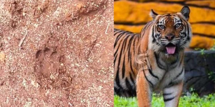 Jejak kaki harimau