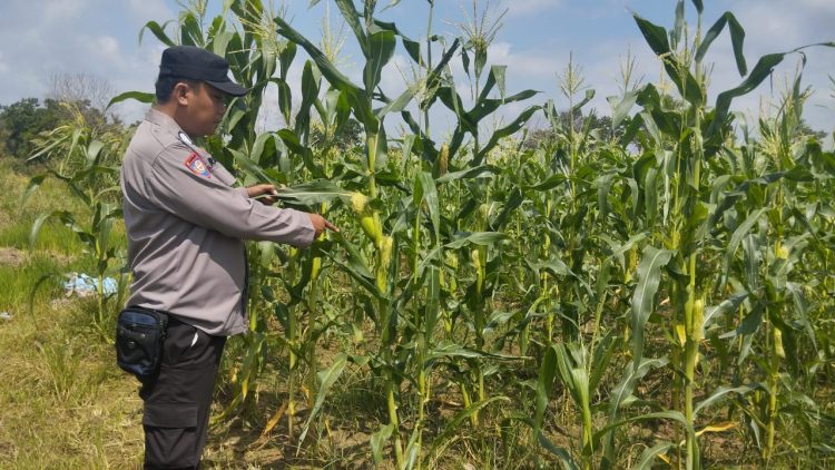 Polsek Pemulutan bersama perangkat desa dan kelompok tani Desa Tanjung Pasir melaksanakan kegiatan peninjauan serta monitoring pertumbuhan bibit jagung unggul pada Kamis (6/2/25).