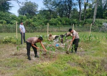 Personel Polsek Onanrunggu melaksanakan kegiatan penyiangan tanaman jagung di lingkungan Mako Polsek Onanrunggu pada Minggu (9/2/2025). Kegiatan ini dilakukan setelah para personel melaksanakan pengamanan ibadah Minggu di gereja-gereja yang berada di wilayah hukum Polsek Onanrunggu.