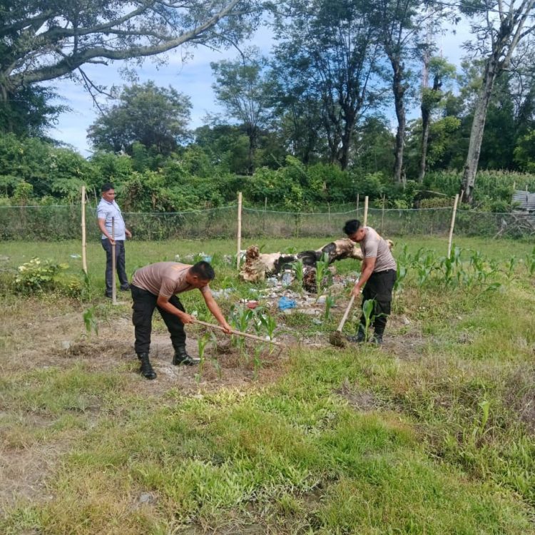 Personel Polsek Onanrunggu melaksanakan kegiatan penyiangan tanaman jagung di lingkungan Mako Polsek Onanrunggu pada Minggu (9/2/2025). Kegiatan ini dilakukan setelah para personel melaksanakan pengamanan ibadah Minggu di gereja-gereja yang berada di wilayah hukum Polsek Onanrunggu.